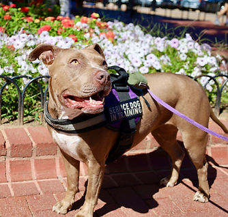 service dog