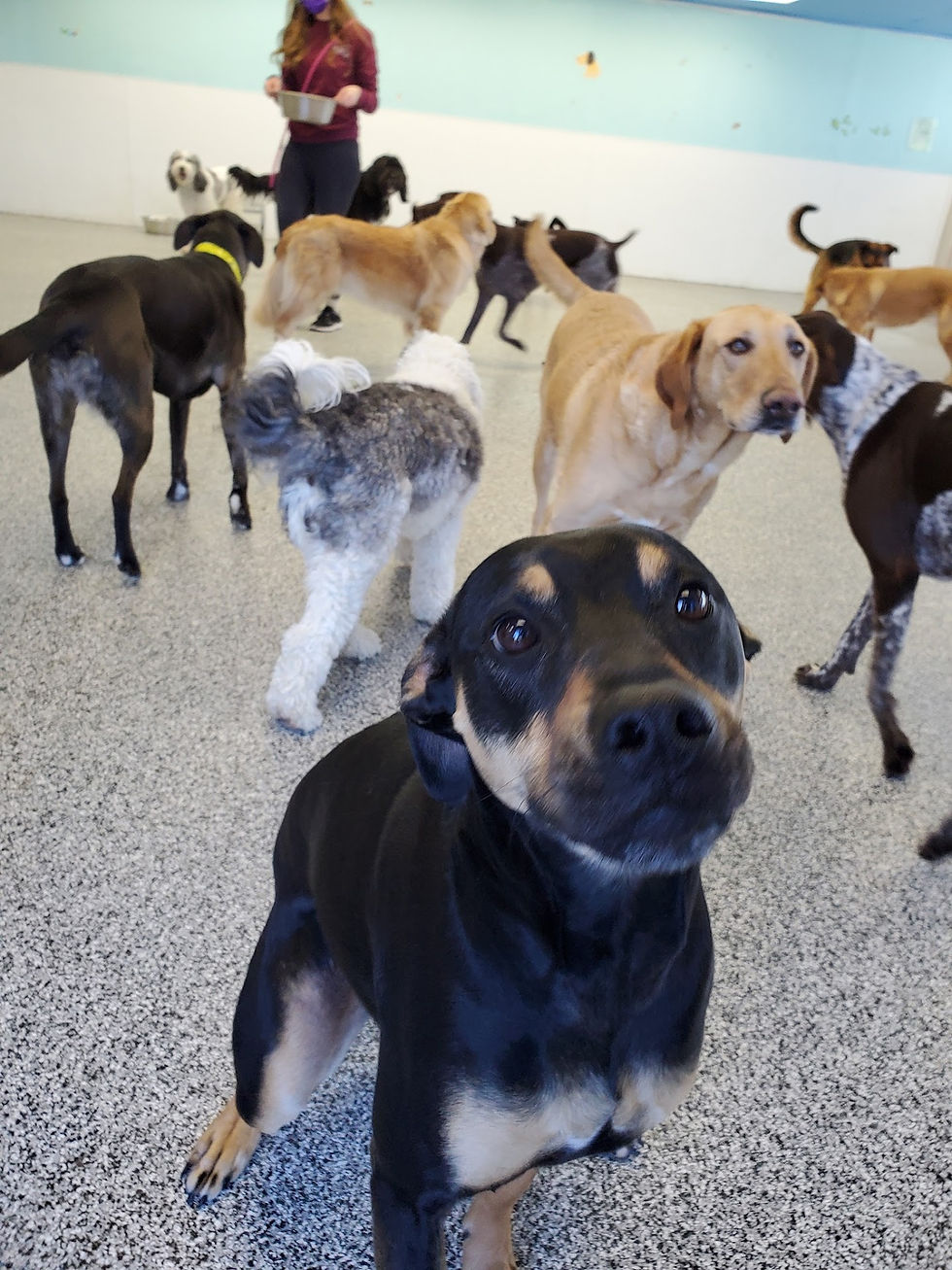 A dog family includes people too. 