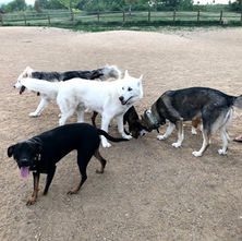 YOUR DOG IS A SOCIAL CREATURE