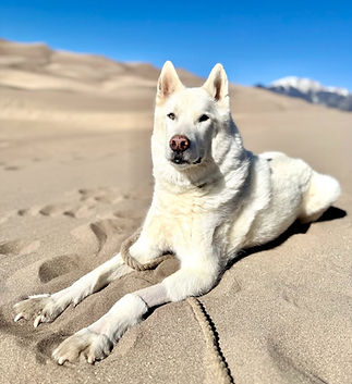 dog