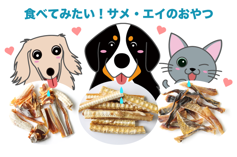 食べてみたい!サメ・エイの犬猫おやつ