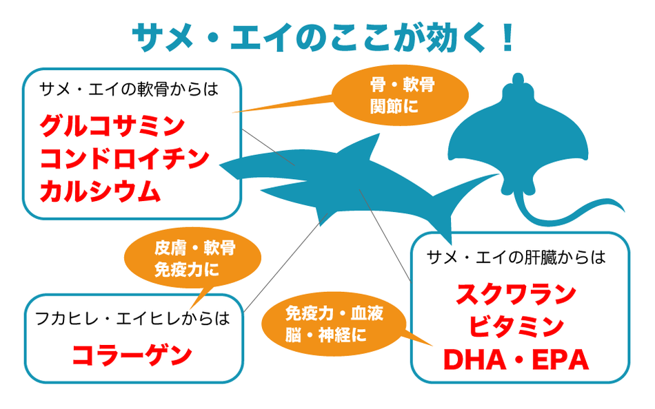 サメ・エイの栄養価 bau-bauの犬のおやつ・猫のおやつ