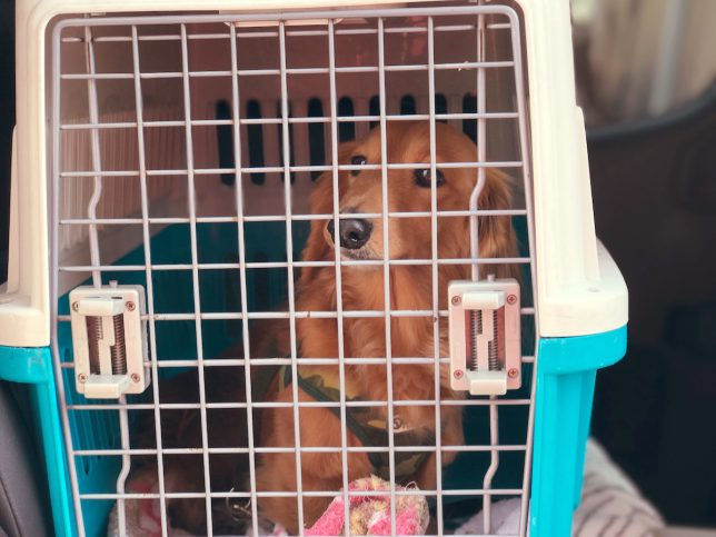 ペットキャリー 入るのを嫌がる愛犬を上手に入れる方法と選び方 ドッグサロンfuca店長ブログ Dog Web 風花通信 より