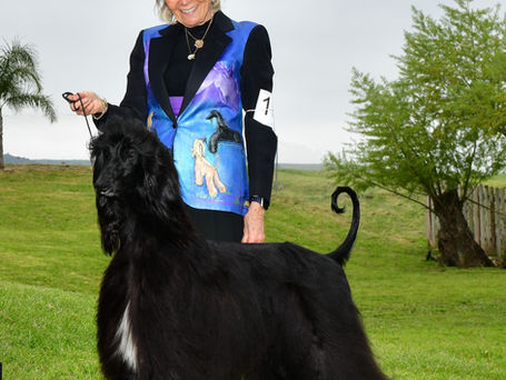 From Puppy to Champion: The Journey of a Show Dog