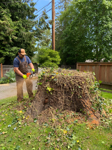 Stump 3