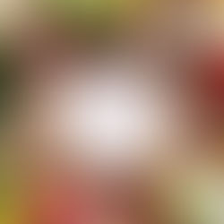 Nourishing Gut Health: A Naturopathic Approach