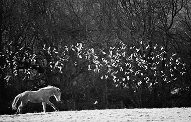 Rosebud Alpacas, Horse, Mustang, Devon