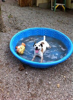 Jack takes a dip in the kiddie pool.