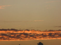 Mild Orange