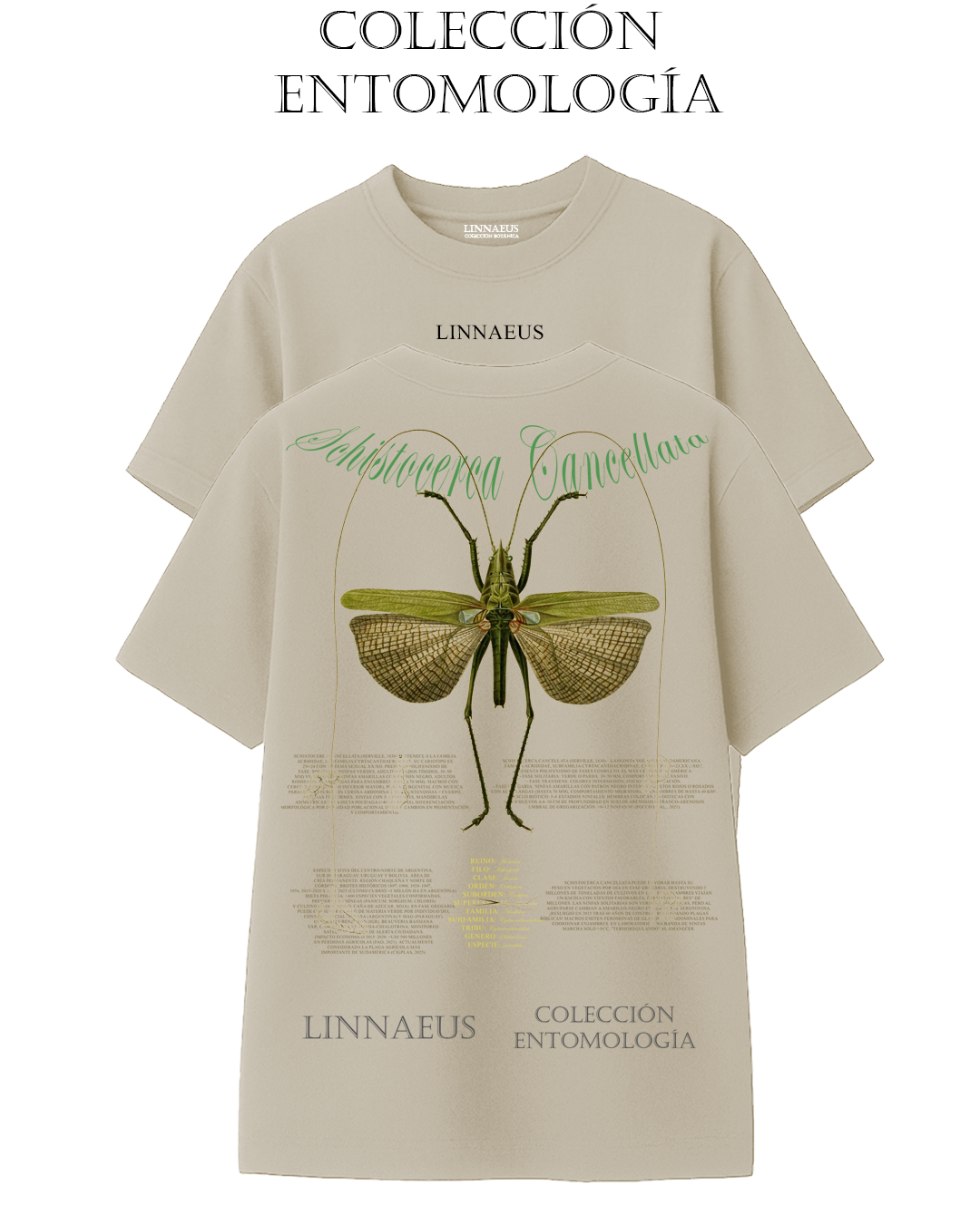Schistocerca cancellata OVERSIZE