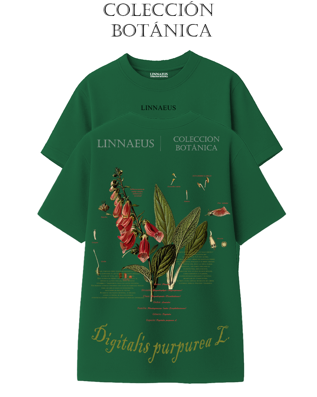 Digitalis purpurea OVERSIZE