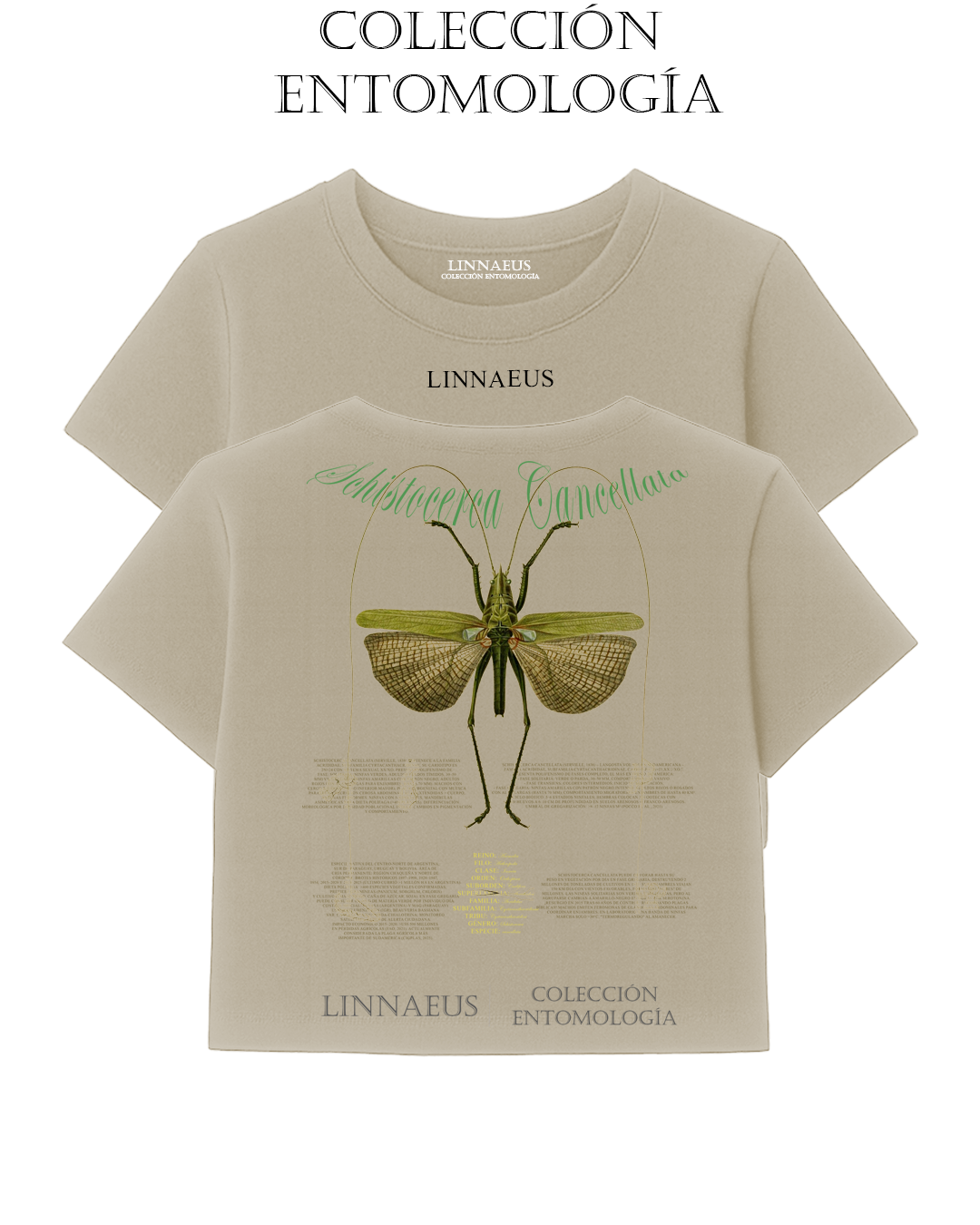 Schistocerca cancellata CROP TOP