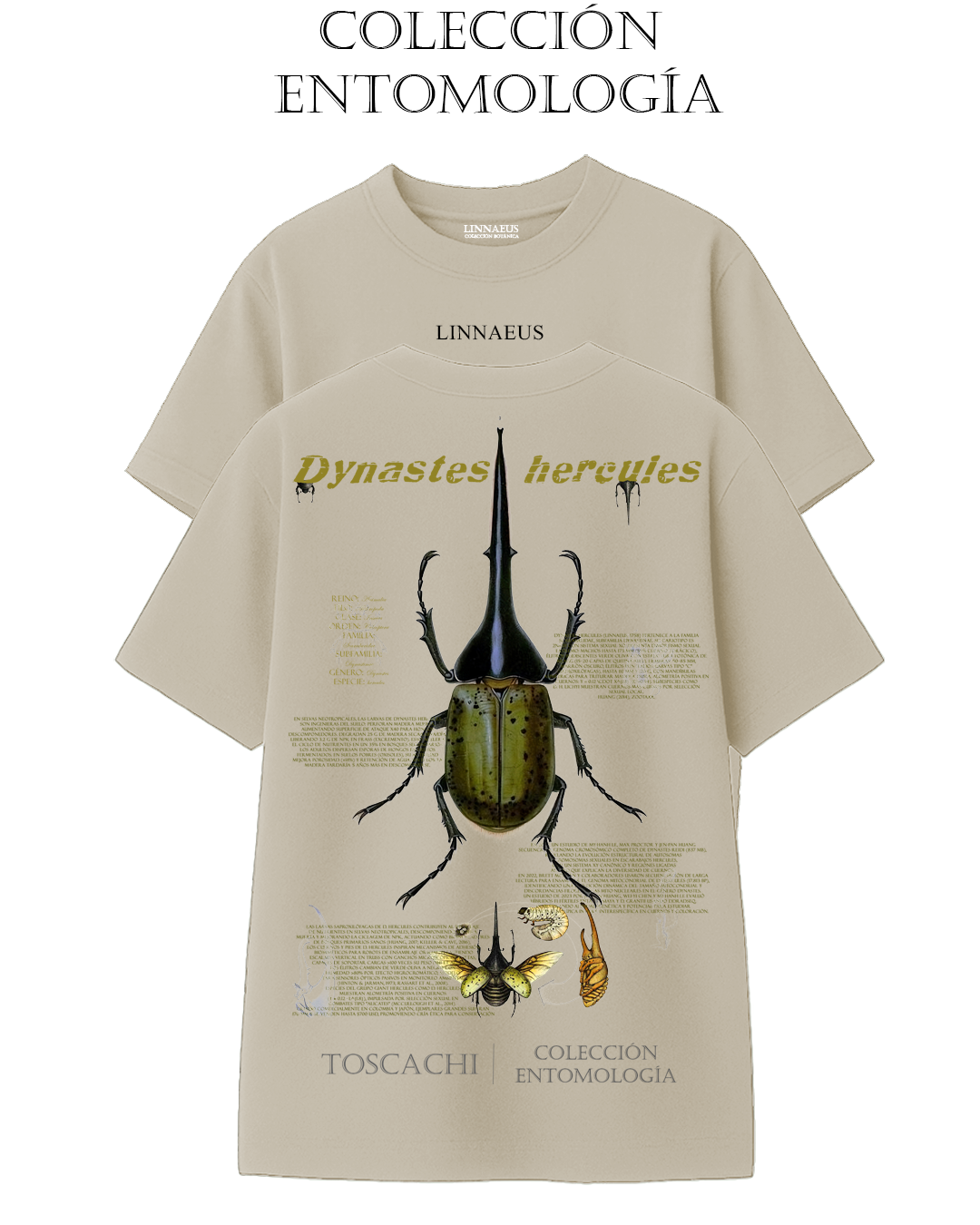 Dynastes hercules OVERSIZE