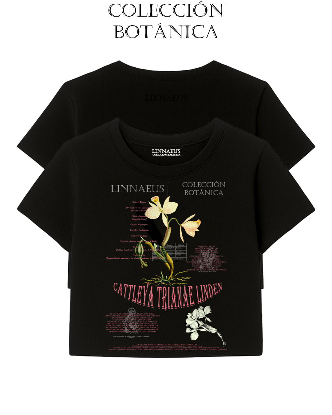 Cattleya trianae CROP TOP