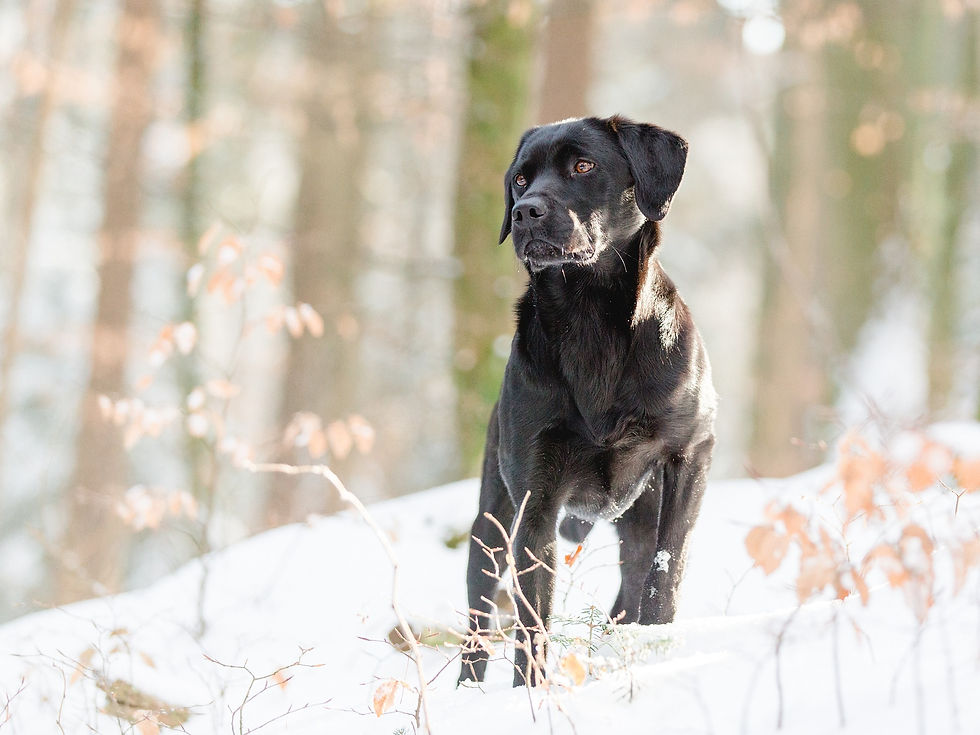 labrador-2121764_1920.jpg