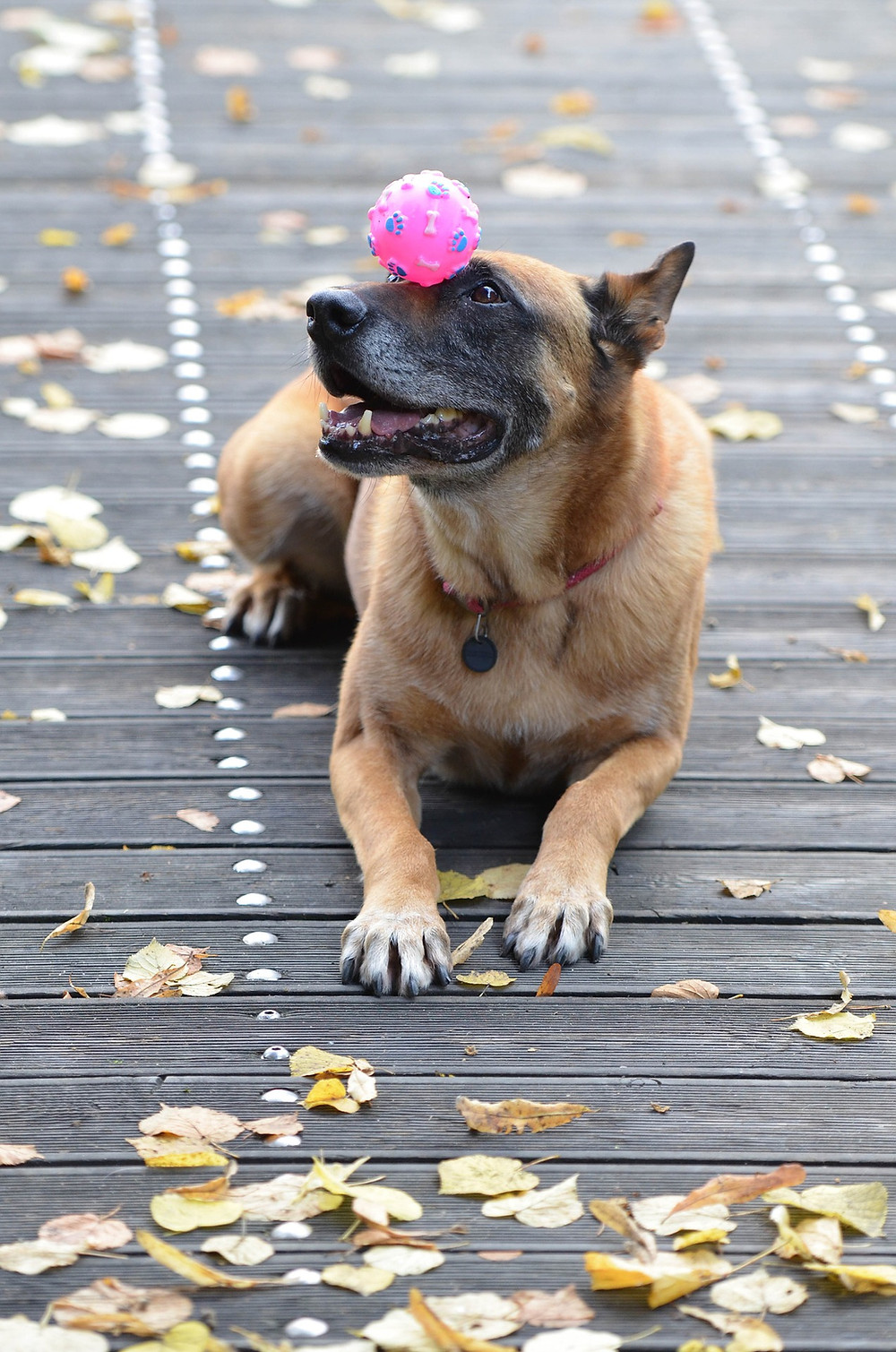 Hundetraining, positive Verstärkung