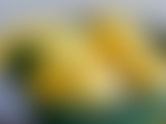 Hey Tree Owner: Got Fruit?