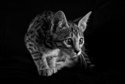 BZ2A4667_2_DxO_DxO copie.jpg