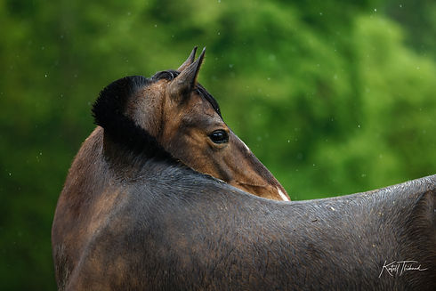 BZ2A1950_DxO_DxO.jpg