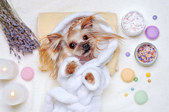 1PamperedPup.jpeg