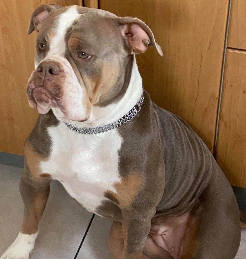 CHILLY OEB FEMALE 3 YRS
