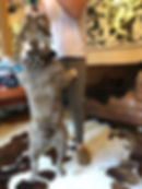 41620971_2161208510618902_58234929420016