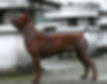 Chinese Chongqing Dog male