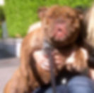 RED CHOCOLATE BRINDLE