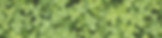 Clover_tinted.jpg