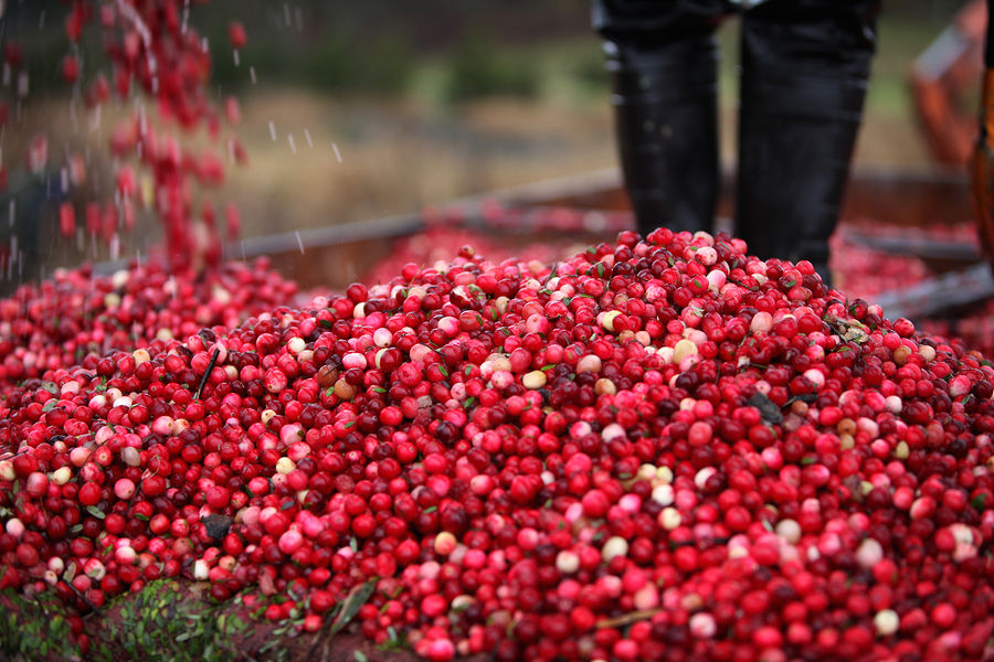 cranberries falling into a pile
