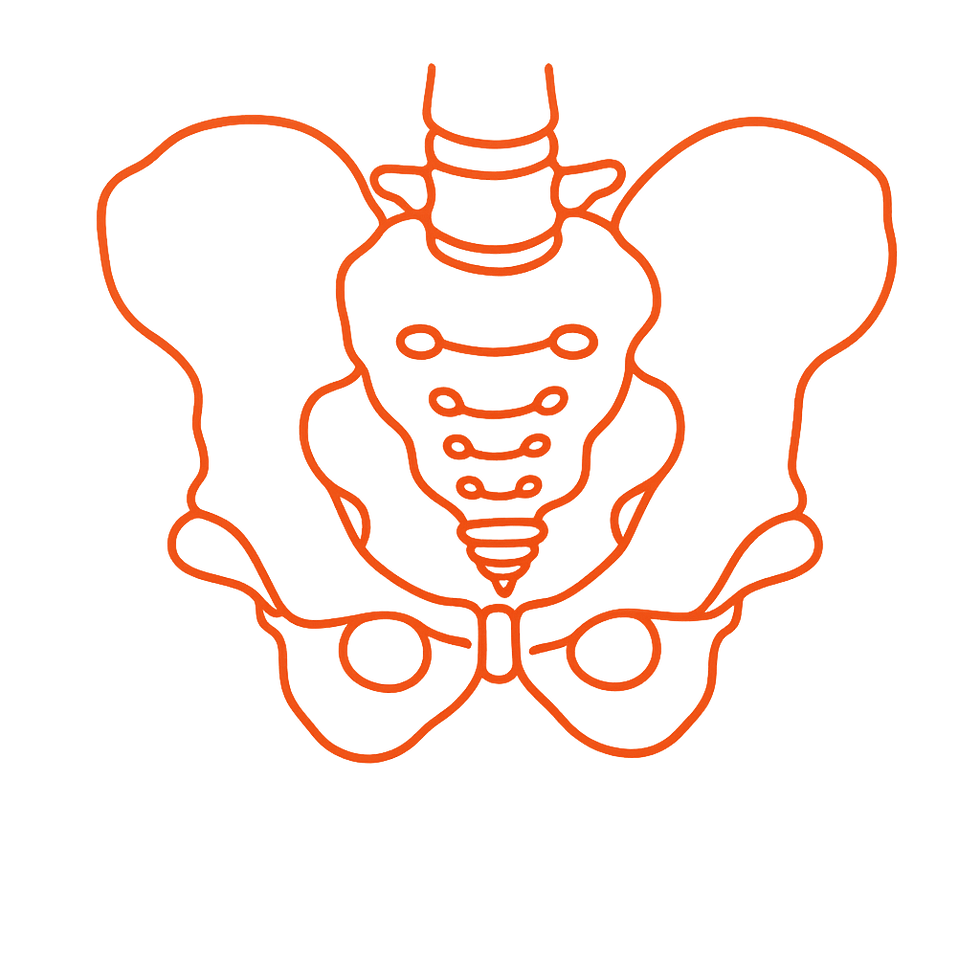 Pelvis.png