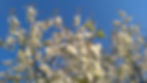 Hintergrund Baumkrone eines Apfelbaumes mit Blüten und blauem Himmel