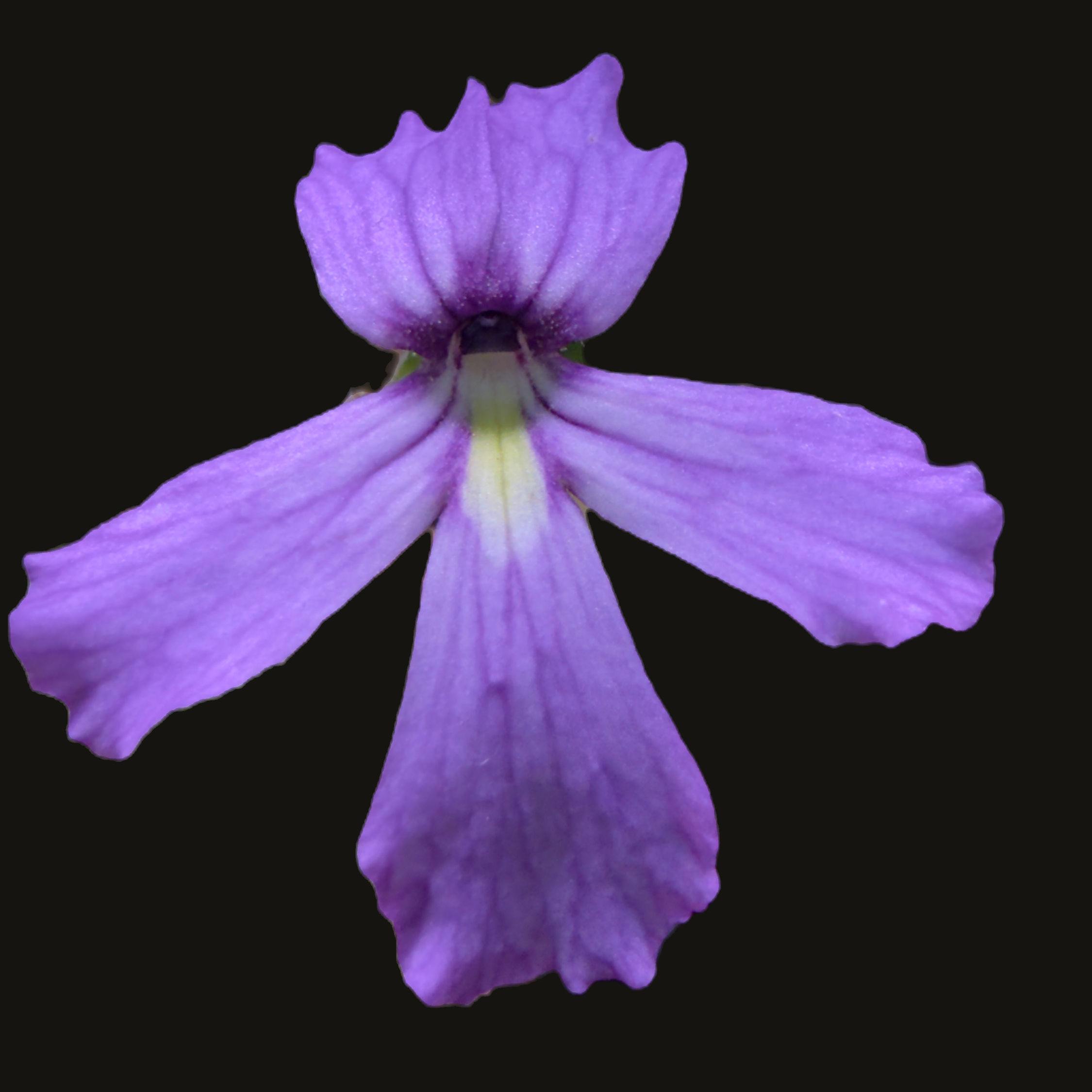 rectifolia