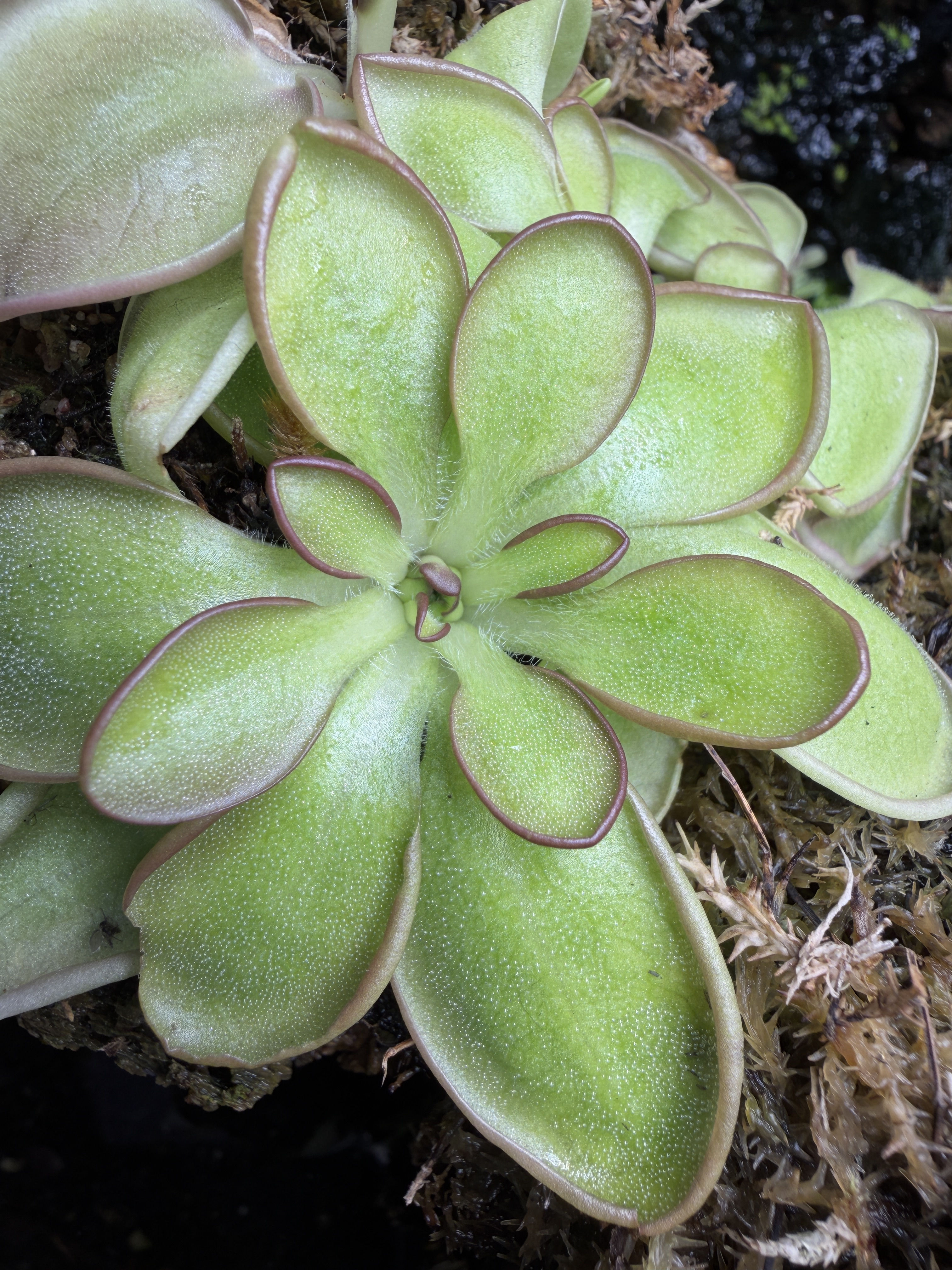 crassifolia