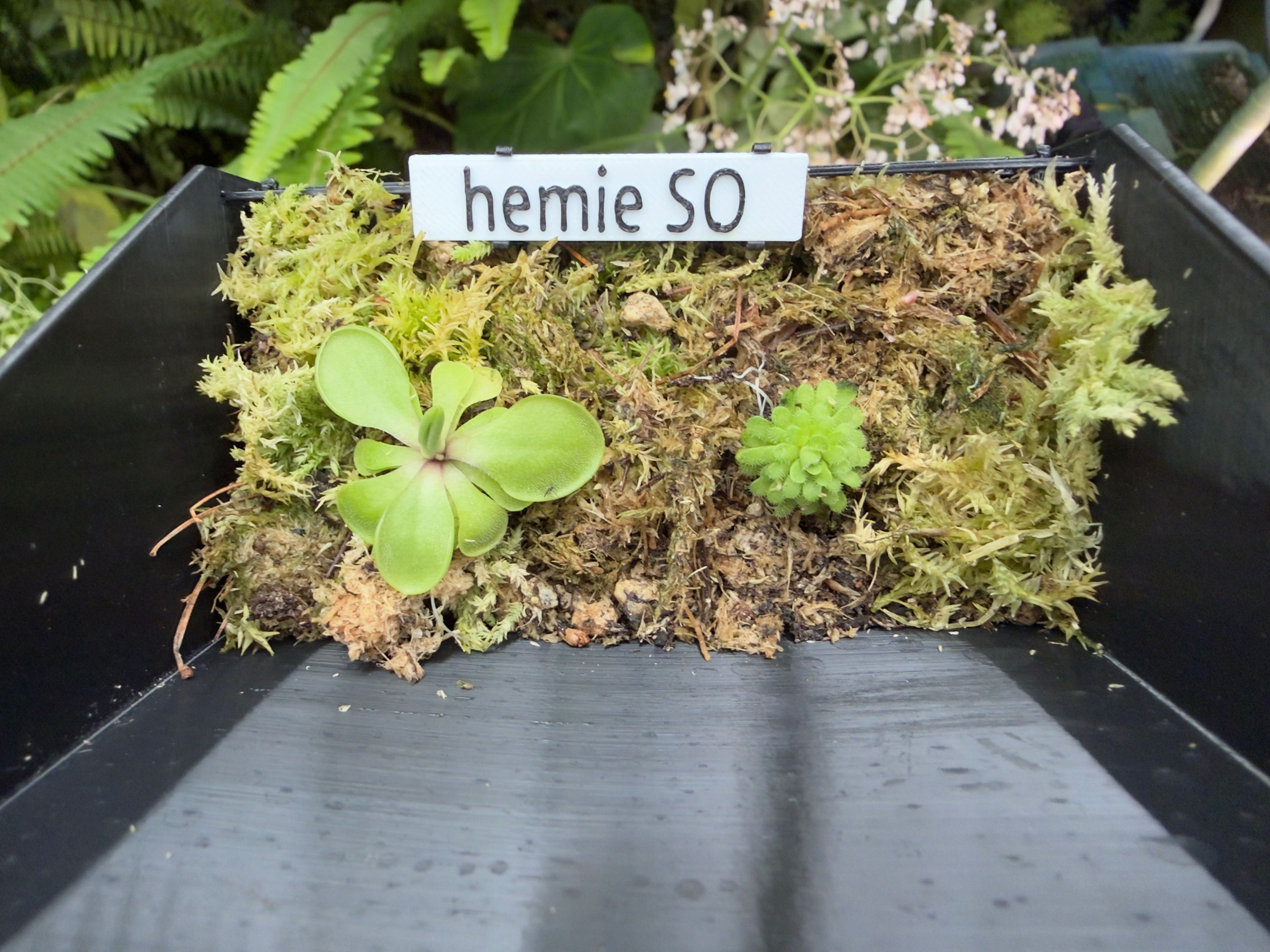 hemiepiphytica