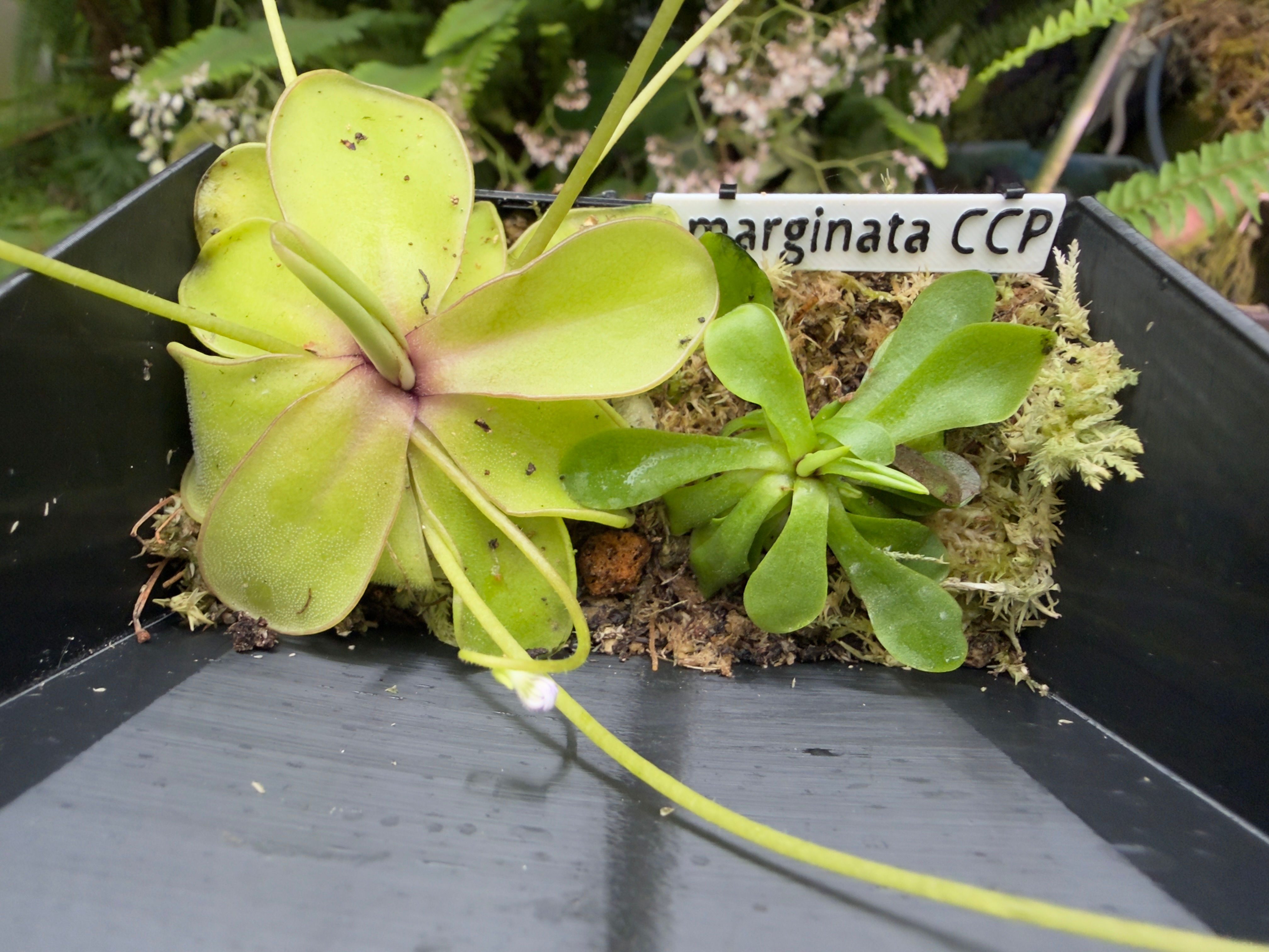 emarginata