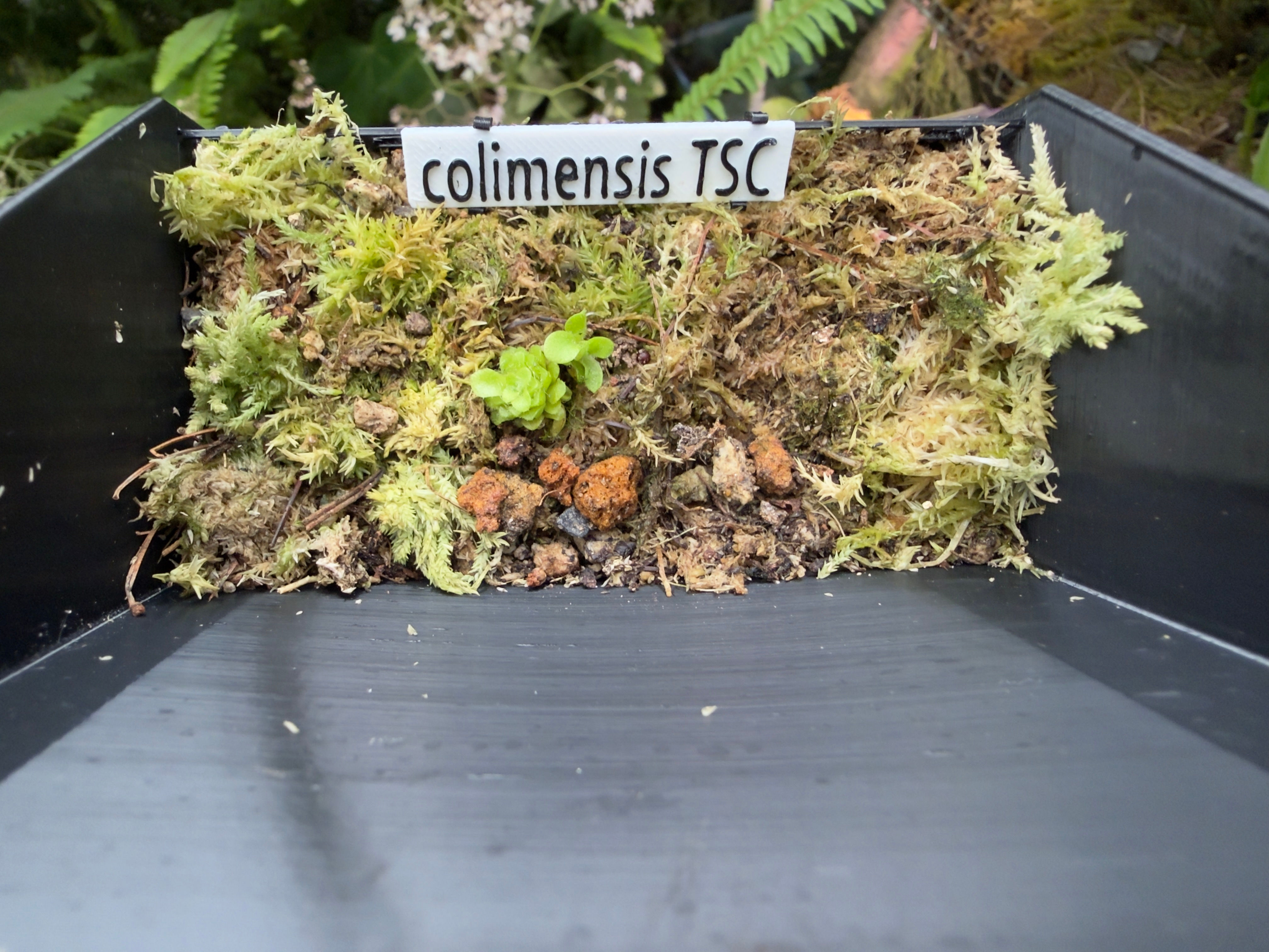 colimensis