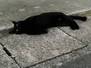 可愛い黒猫さんと出会いました🐈‍⬛