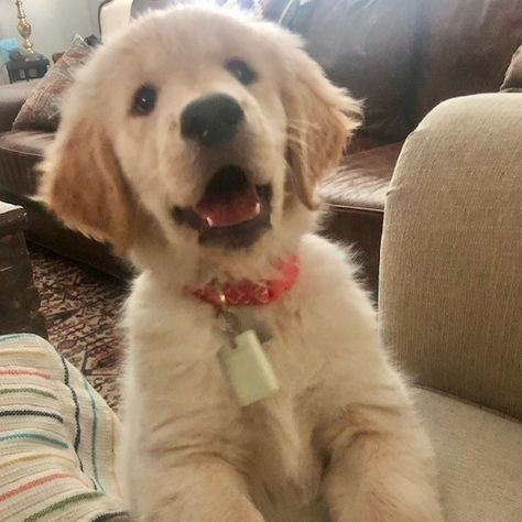 Who could get get upset with a face like that?