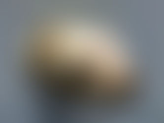 Rhyton à tête de Lionne