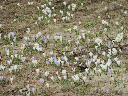 Der Frühling zeigt sich langsam