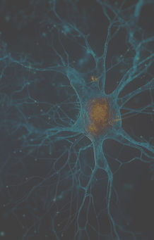 Nervous system, brain (1)_edited.jpg