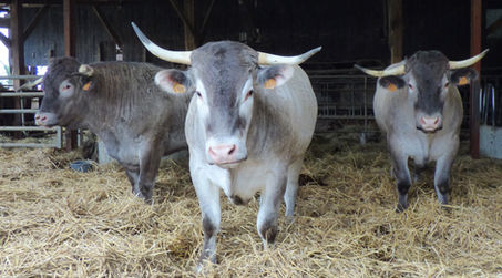 Gers viandes en visite à BAZAS
