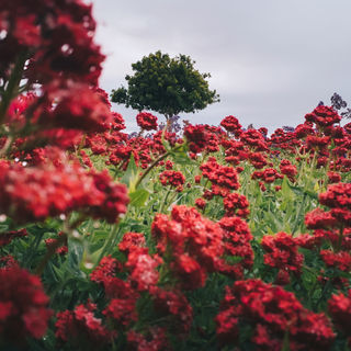 Outdoor adventures in Knoxville TN