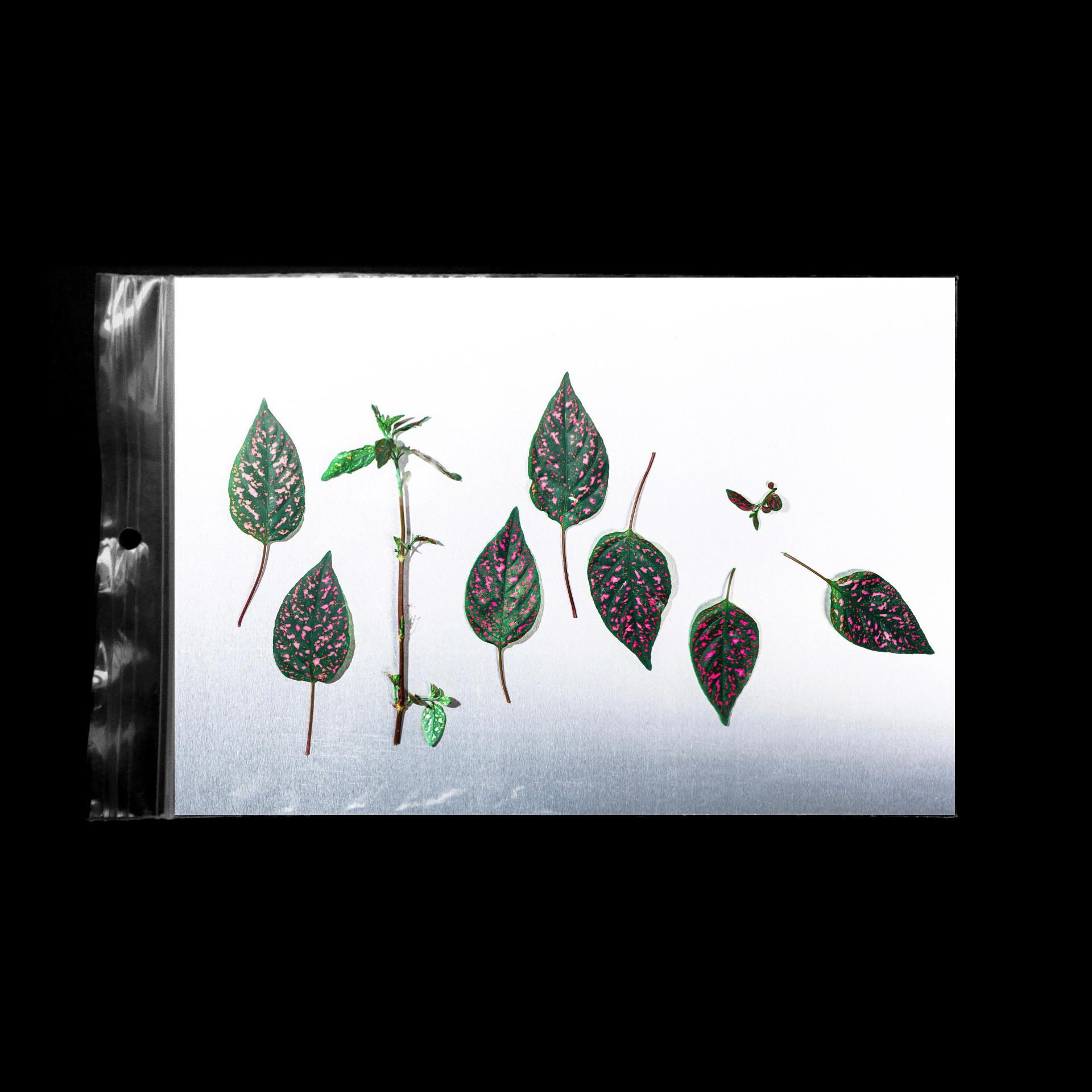 PLANTZ ON METAL.2