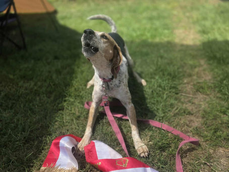 How to Enter Your First ANKC Dog Trial (Australia)