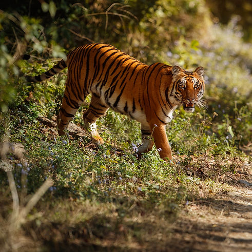amazing-bengal-tiger-nature_edited.jpg