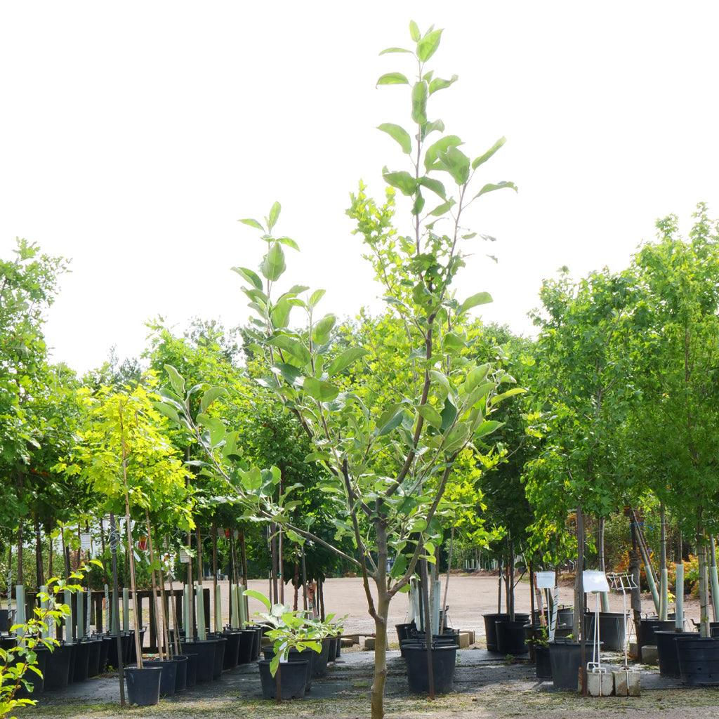 Cortland Apple Semi-Dwarf Tree