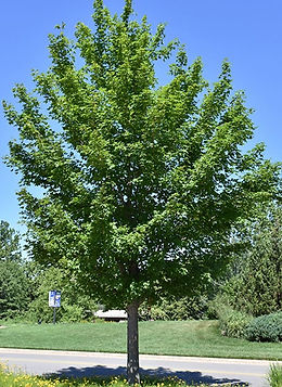 Miyabe Maple