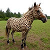 Pinzgauer leopard spotted horse..jpg